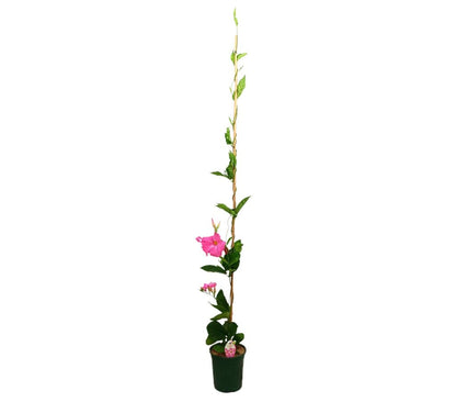 Dipladenia Cosmos Rosa M20 170-180cm (mandevilla)_0