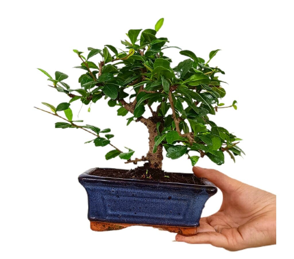 Bonsái Carmona Microphylla 5 Años (té De Filipinas)