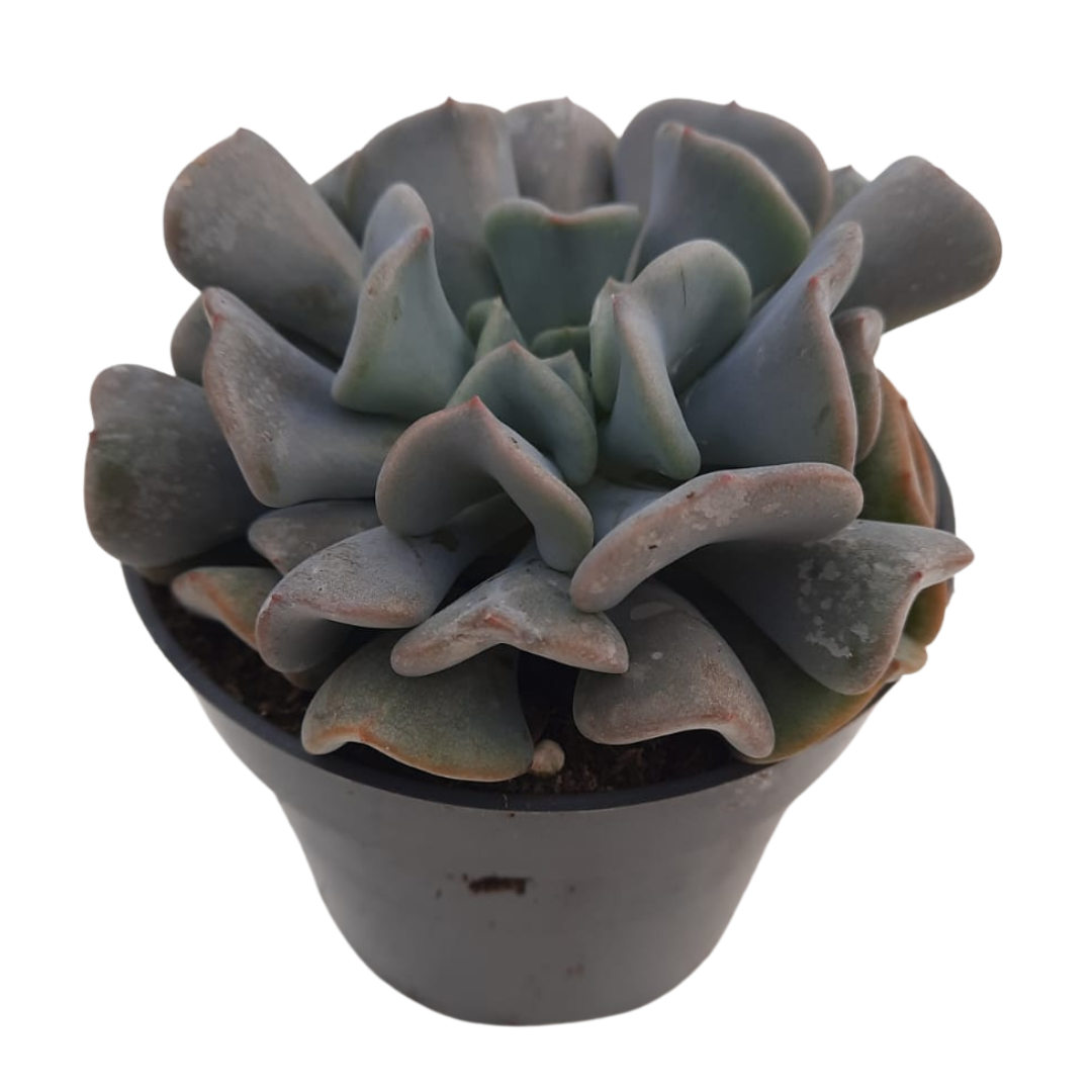 Echeveria Cubicfrost Suculenta De Hojas Heladas Para Decoración Interior_0