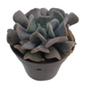 Echeveria Cubicfrost Suculenta De Hojas Heladas Para Decoración Interior