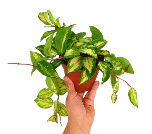 Hoya Tricolor M12_0