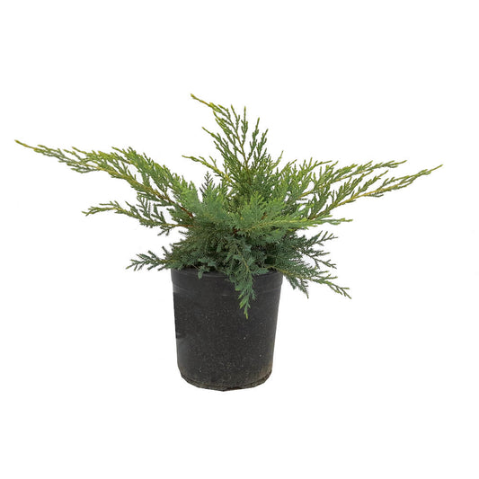 Junipero Pfitzeriana Aurea M18 Arbustivo_0