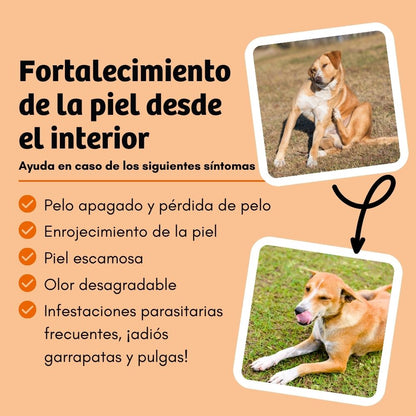 BugBell SkinHero Pienso – hipoalergénico, sin cereales, con proteína de insecto, comino negro, romero y cistus_3