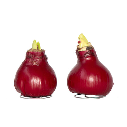 Amarilis - Hippeastrum 'wax Bordeaux' - Bulbo De Flor - Rojo