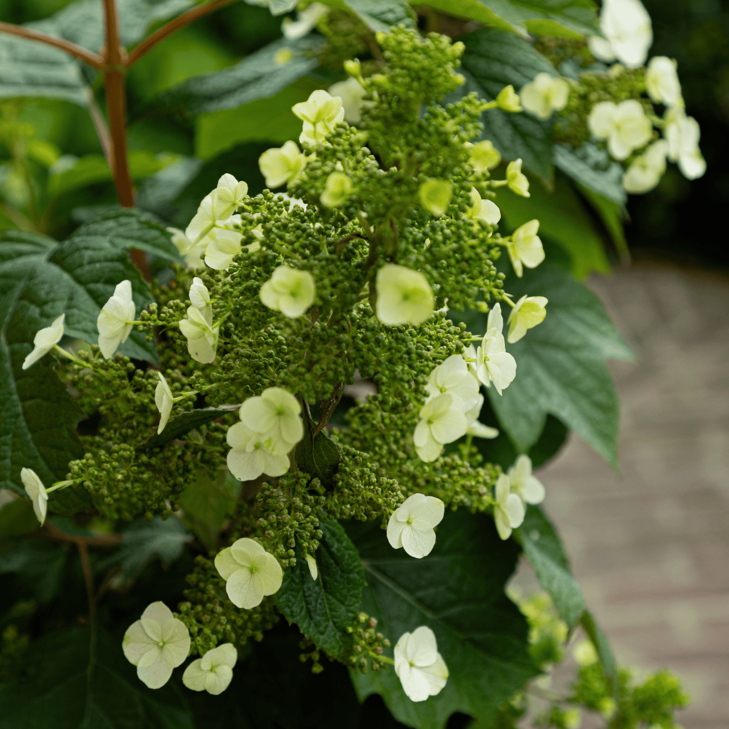 Hortensia - Hydrangea Paniculata 'toy Soldier' - Altura 25-40cm - ⌀19cm