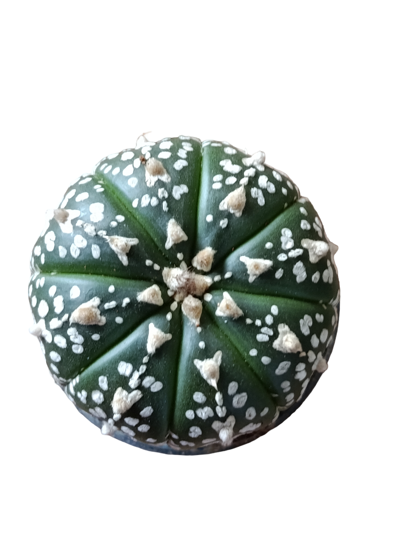Astrophytum Asterias Surtido Planta Erizo De Mar Ø6_0