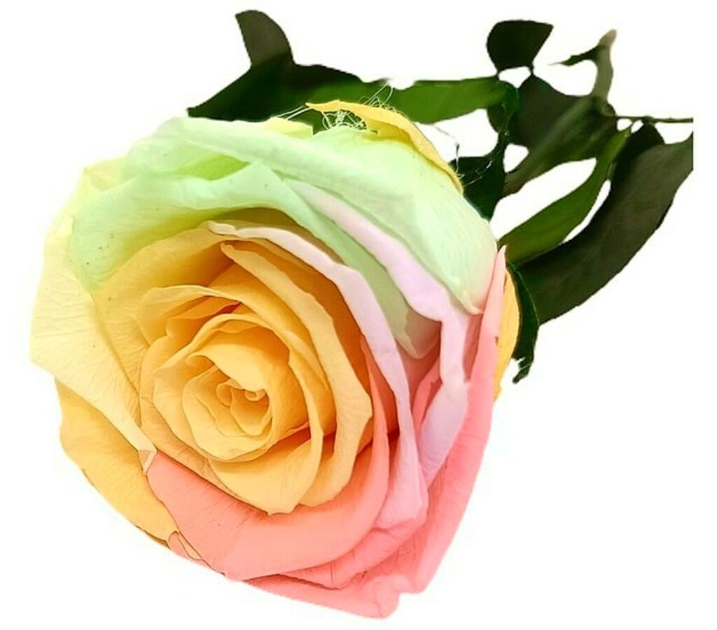 Mundo Eterno Rosa Preservada Multicolor Pastel 25cm
