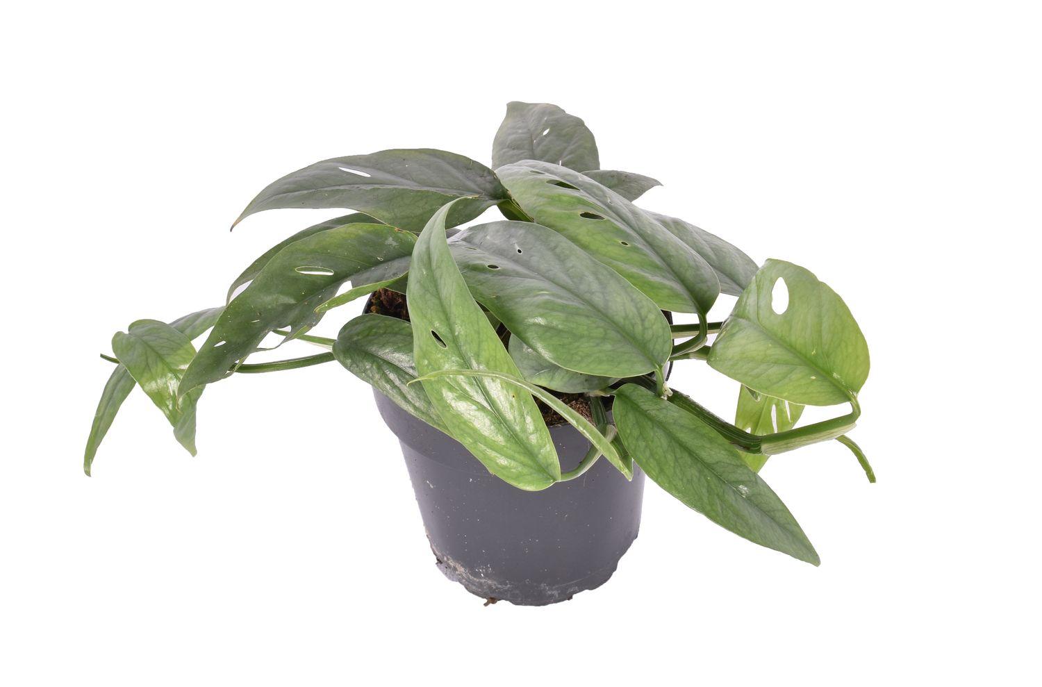 Epipremnum Pinnatum Cebu Blue Planta De Interior Colgante Ø12