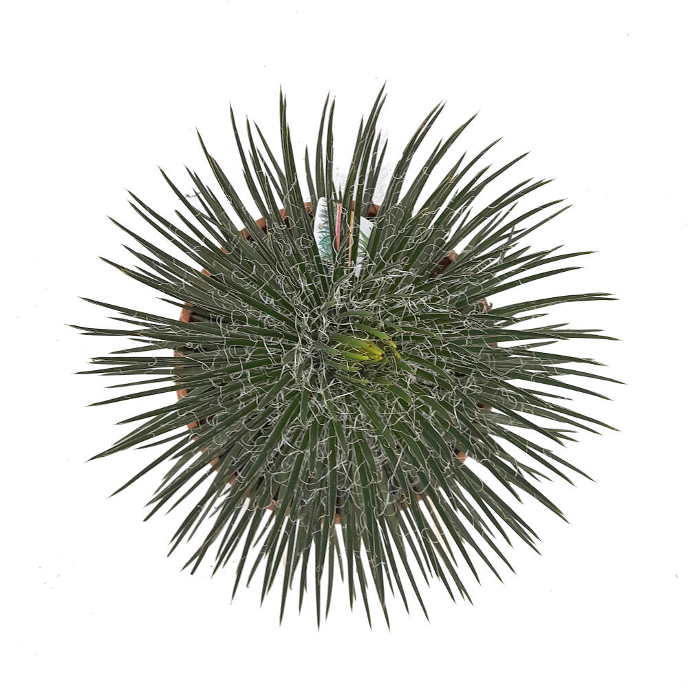 Agave Geminiflora T30 60cm_1