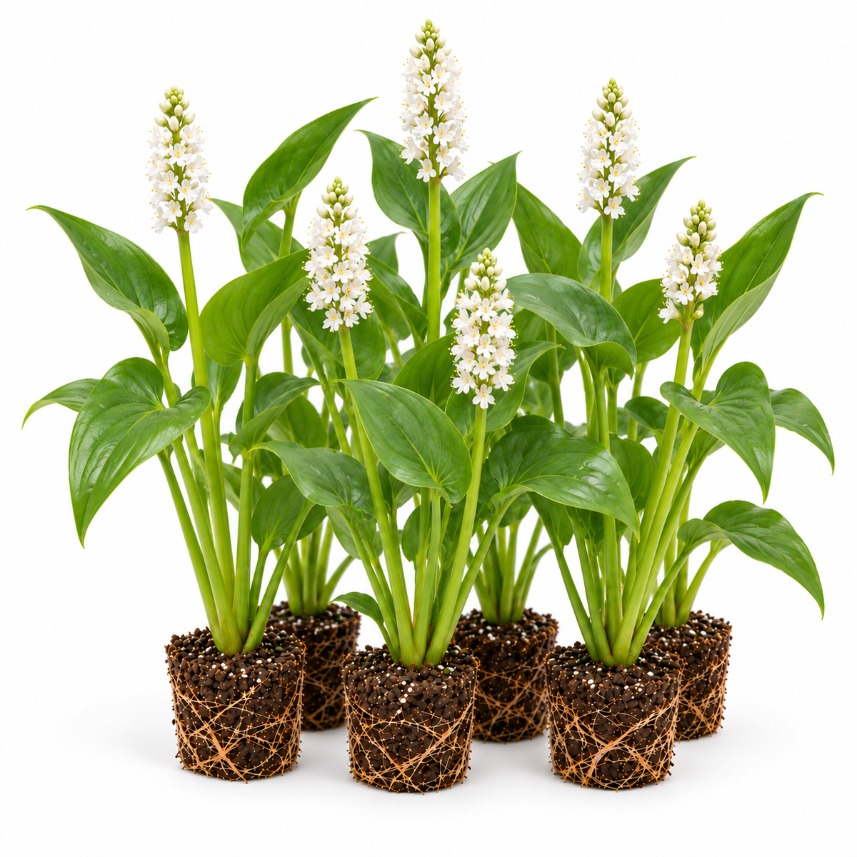 Pontederia Blanca - Pontederia Cordata - 12 Plantas_0