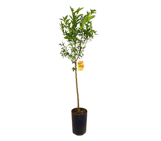 Mandarino Avana Tb20 100-130cm_0