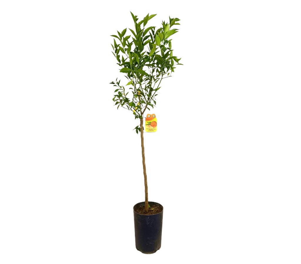 Mandarino Avana Tb20 100-130cm