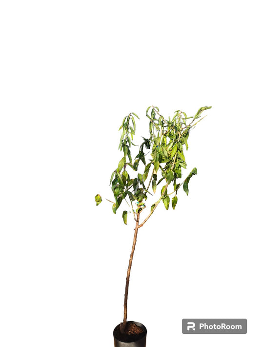 Almendro Guara Maceta_0