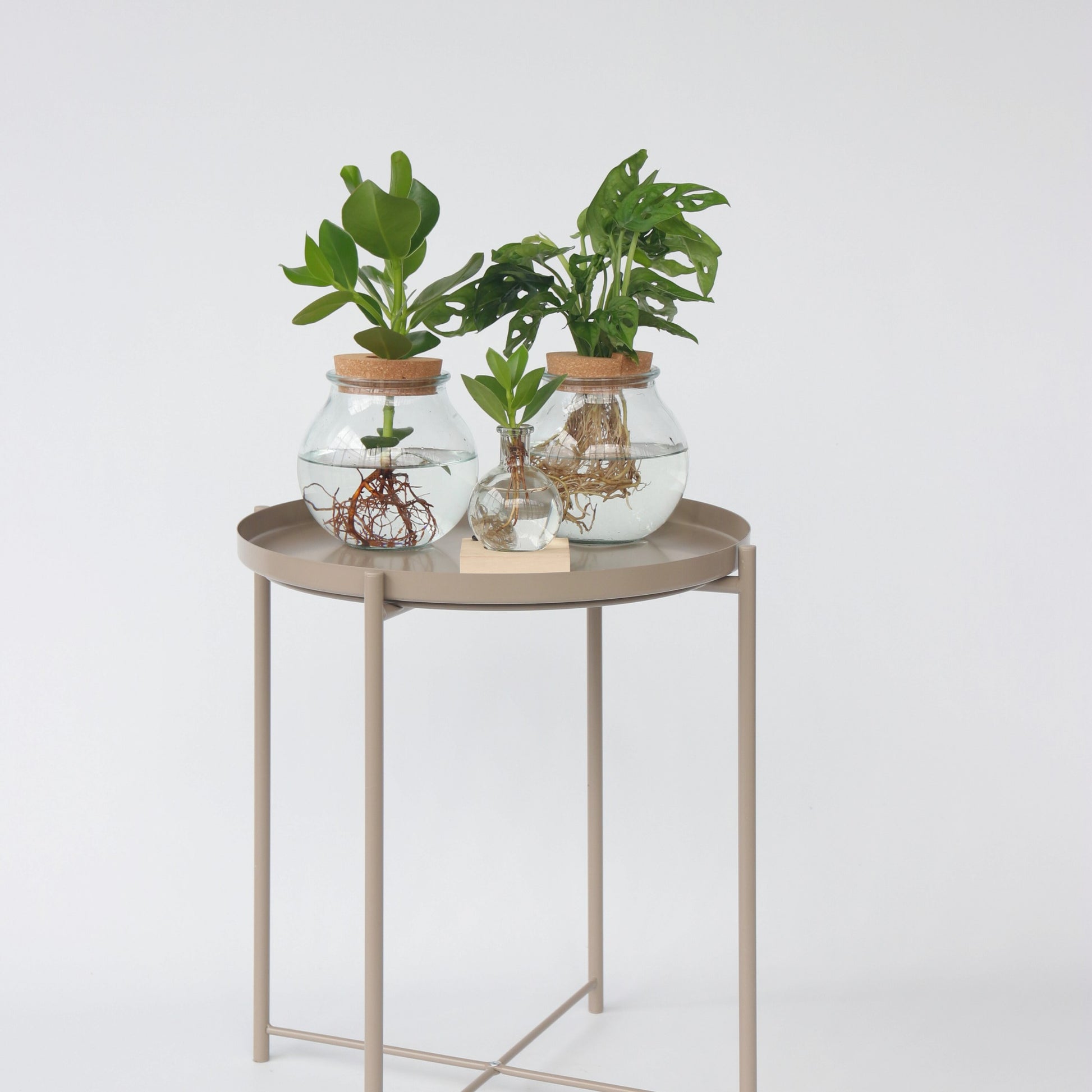 Máscara De Mono - Monstera Adansonii 'monkey Mask' - Altura 25-35cm - ⌀20cm