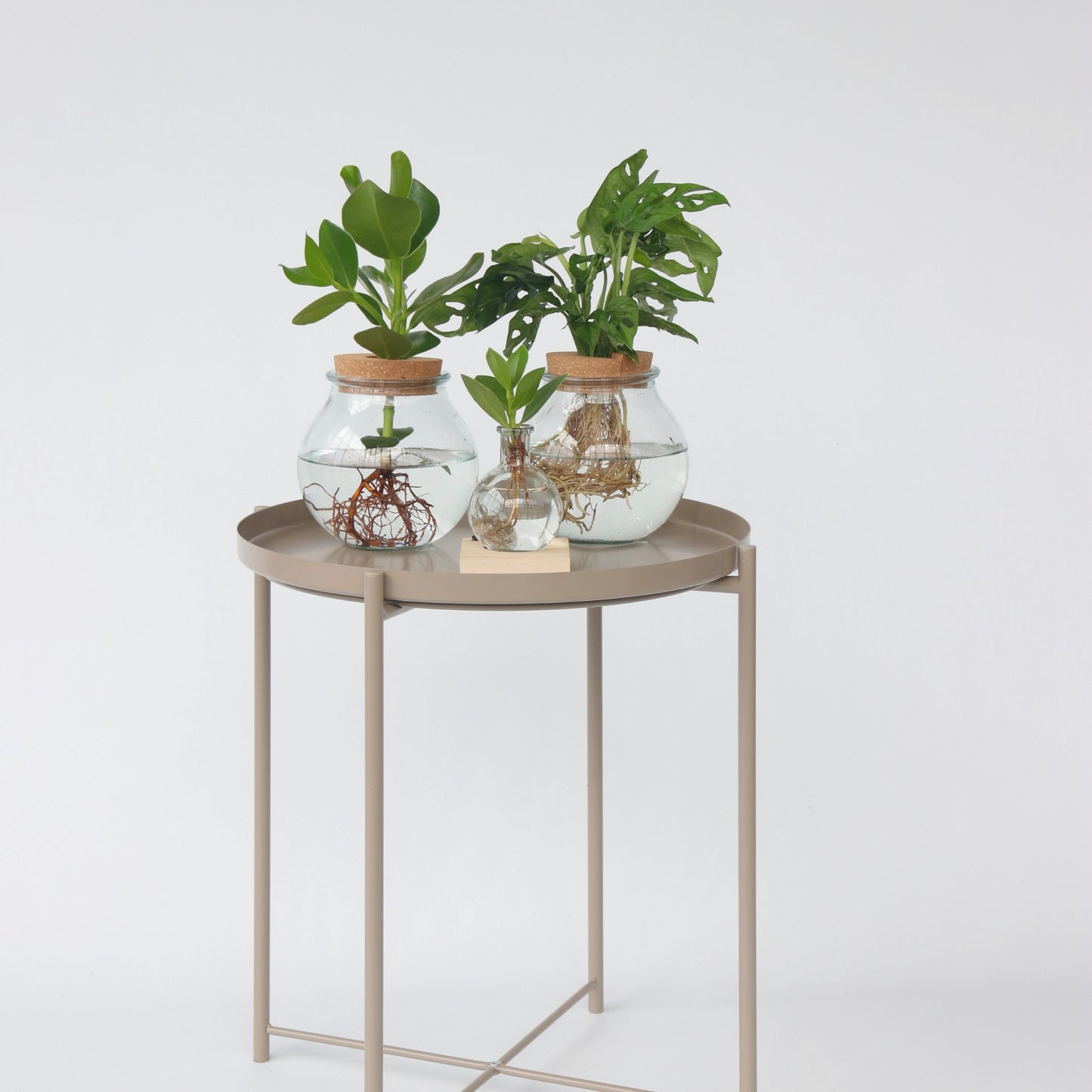 Copey Rosado - Clusia Rosea 'princess' - Altura 25-35cm - ⌀20cm