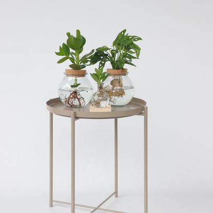 Copey Rosado - Clusia Rosea 'princess' - Altura 25-35cm - ⌀20cm