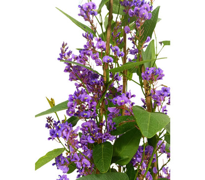 Hardenbergia Tutor M16 100cm_1