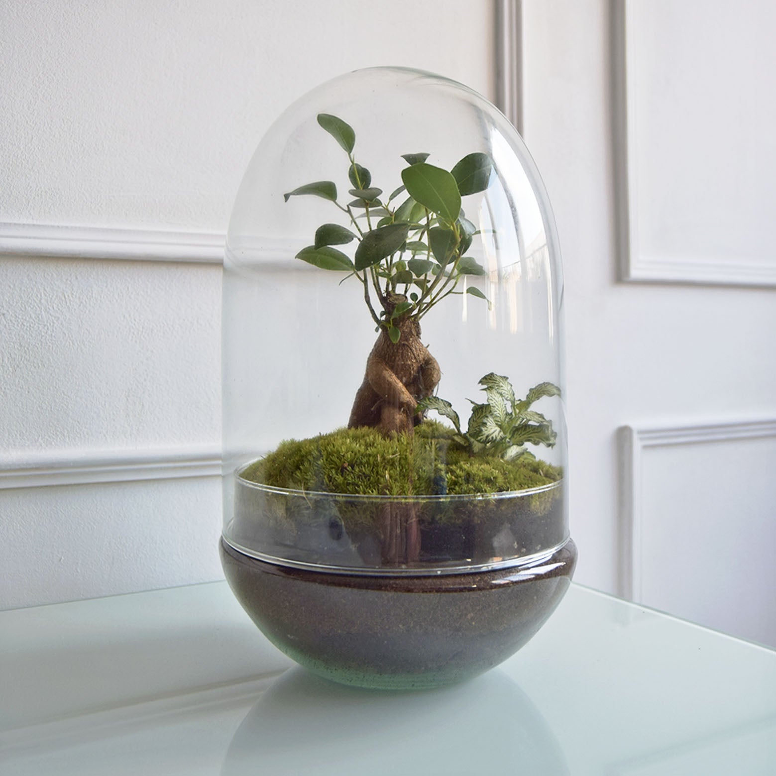 Terrario Mediano H=31 Cm_0