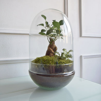 Terrario Mediano H=31 Cm_0