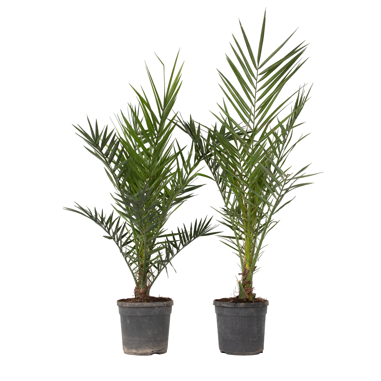 Palmera Canaria - 2 Pzs - Phoenix Canariensis - Altura 80-100cm - ⌀19cm_0