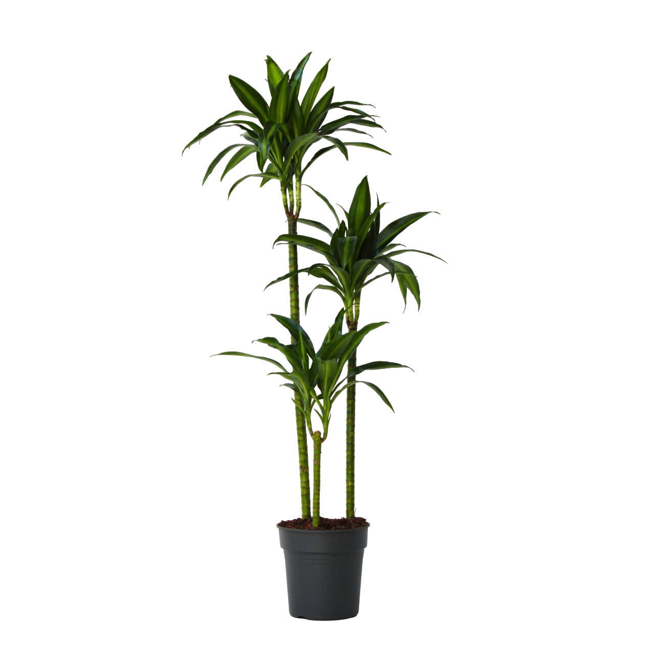 Drácena - Dracaena Surculosa 'hawaiian Sunshine' - Altura 130-140cm - ⌀24cm_0