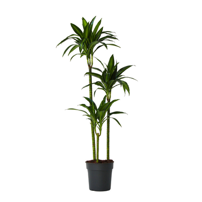 Drácena - Dracaena Surculosa 'hawaiian Sunshine' - Altura 130-140cm - ⌀24cm_0
