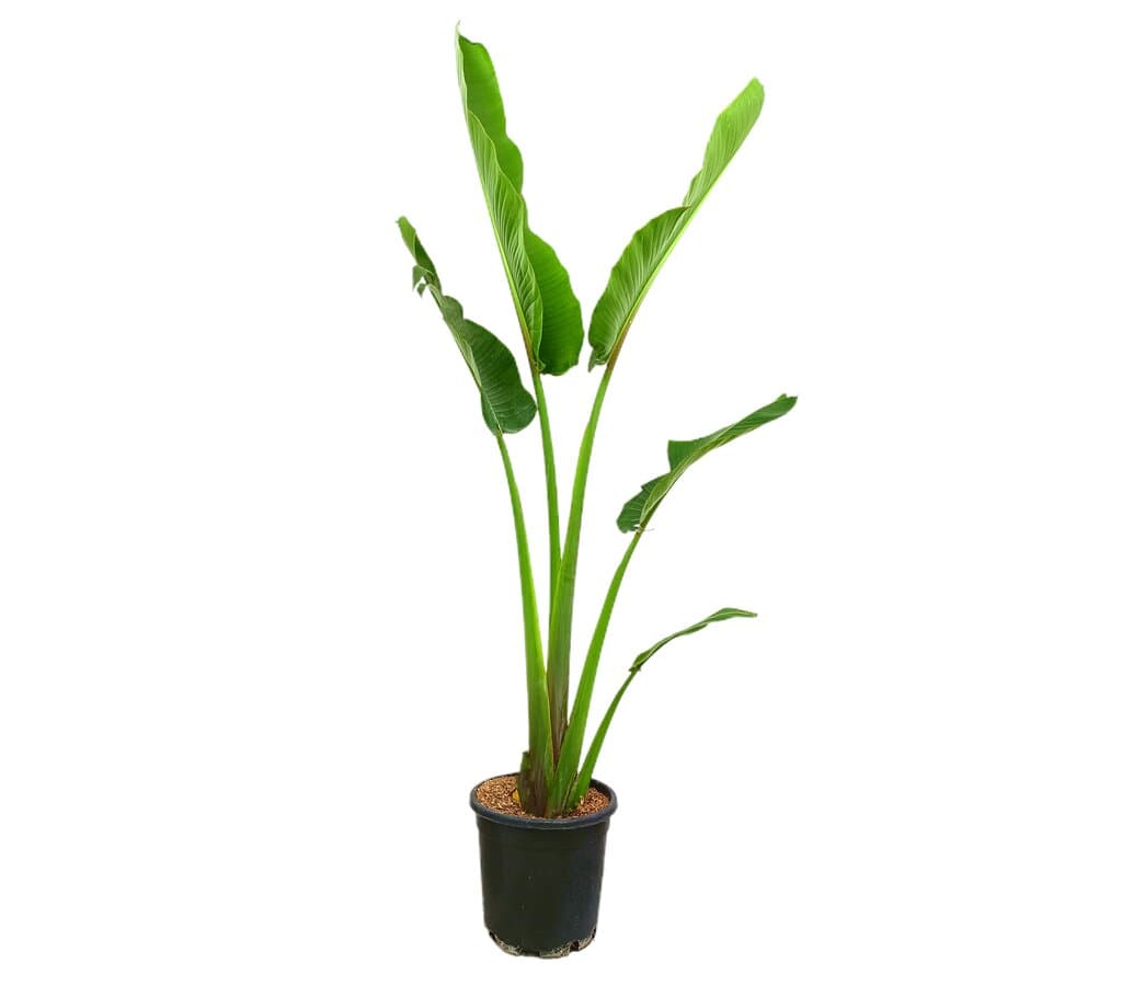 Ravenala Madagascariensis M30 180-200cm_0