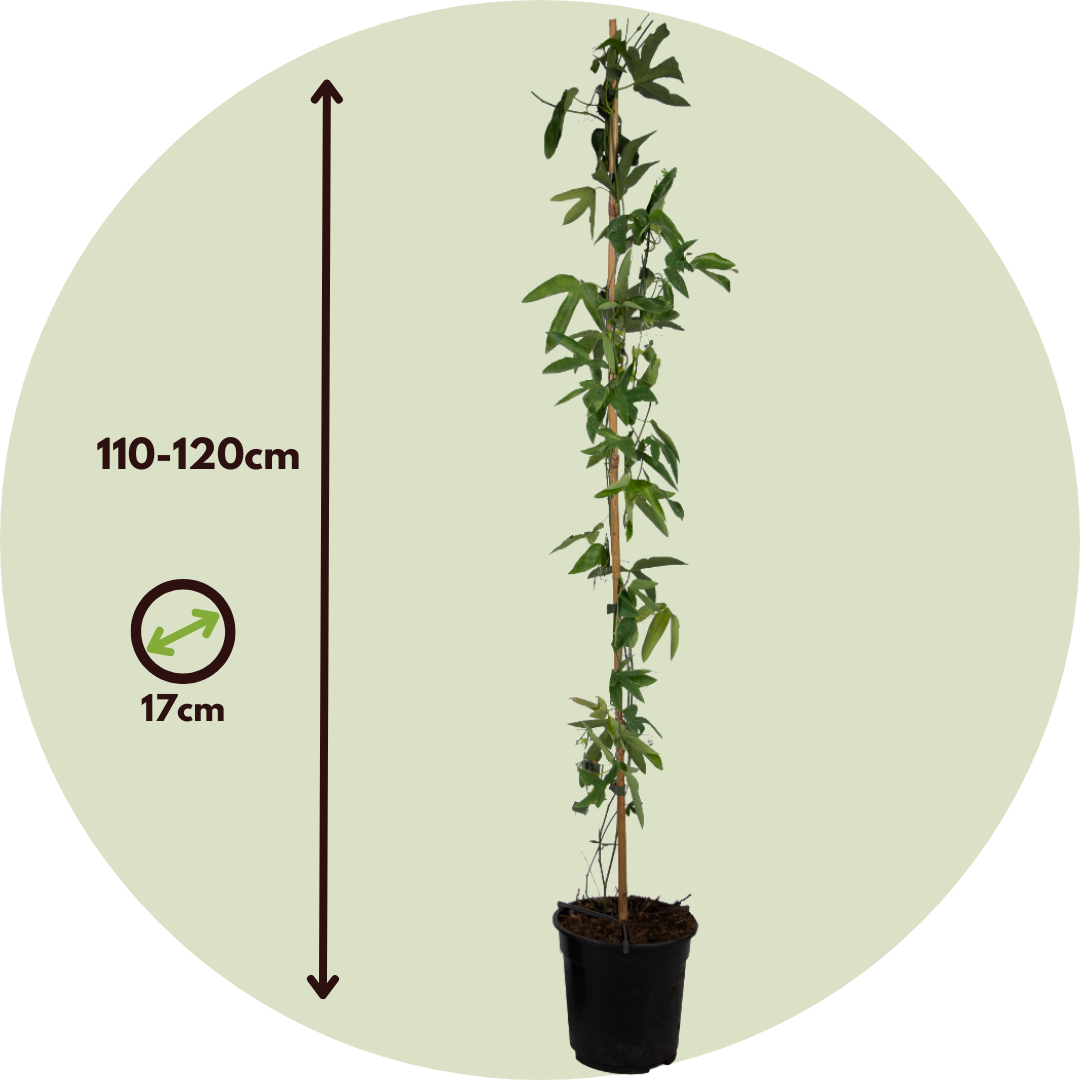 Granadilla - Passiflora X Violacea 'victoria' - Altura 110-120cm - ⌀17cm_2