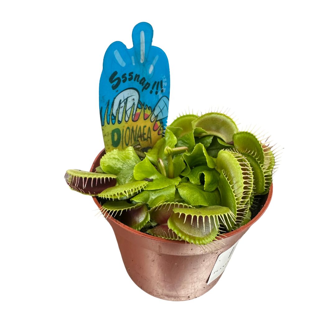 Planta Carnívora Dionaea_0