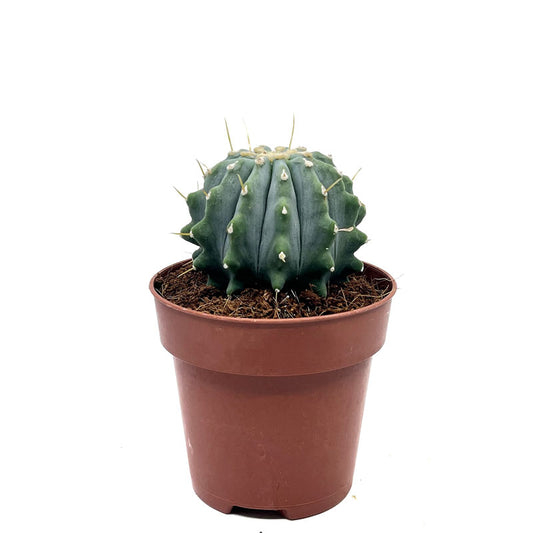 Ferocactus Glaucescens Inermis Cactus Y Suculentas M8,5 cm Ø_0