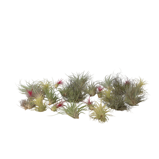Claveles De Aire - 24 Pzs - Tillandsia - Altura 5-15cm - ⌀5cm