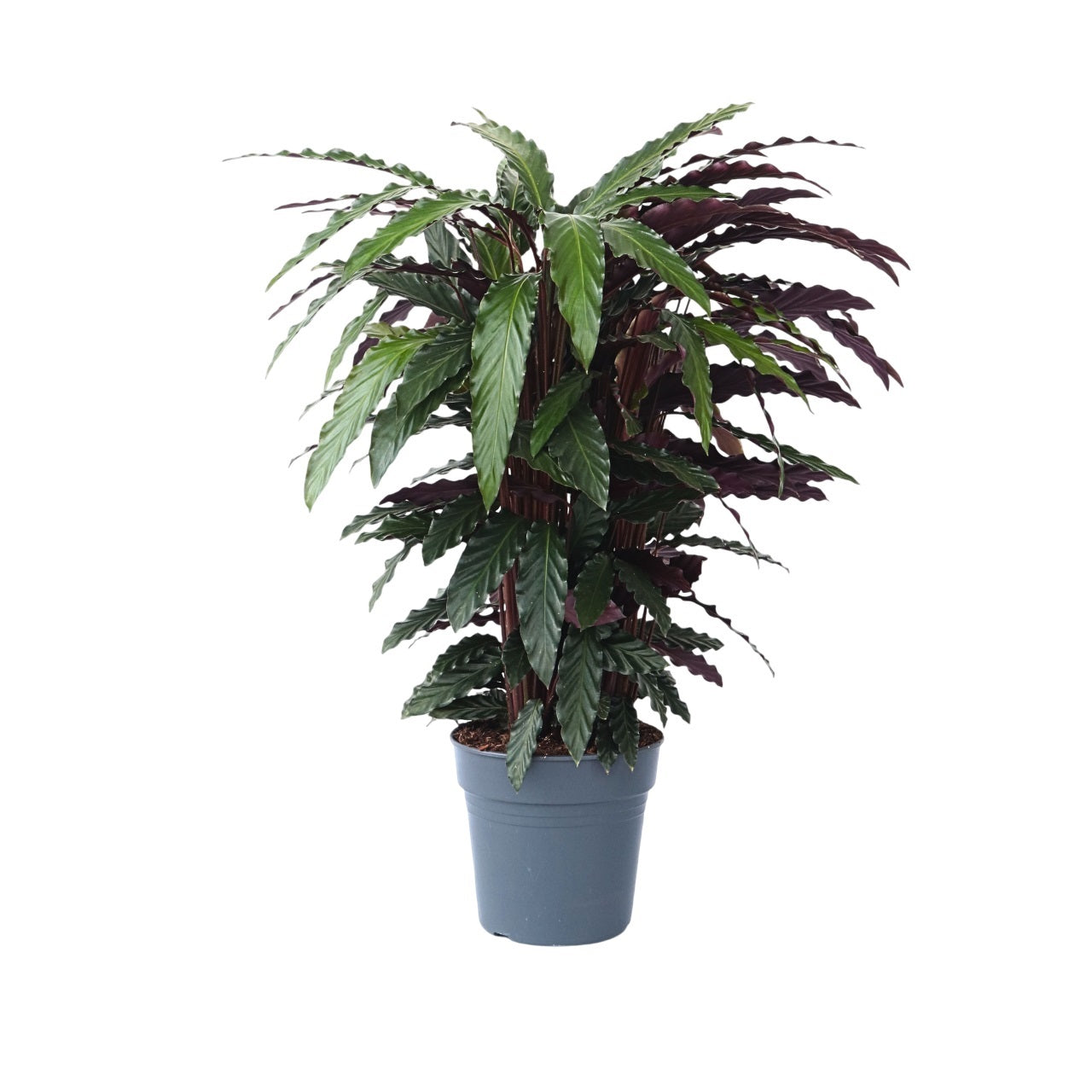Planta Pavo Real - Calathea 'wavestar' - Altura 90cm - ⌀27cm