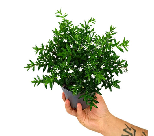 Cuphea Hyssopifolia M11_0