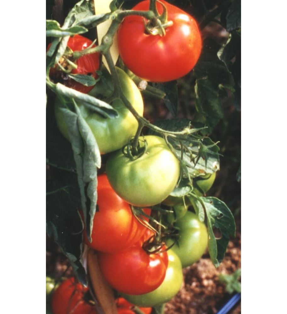Plantón Tomate Cid F1 (10 Unidades)_0