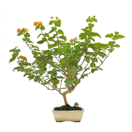 Bonsai Lantana 9 Años