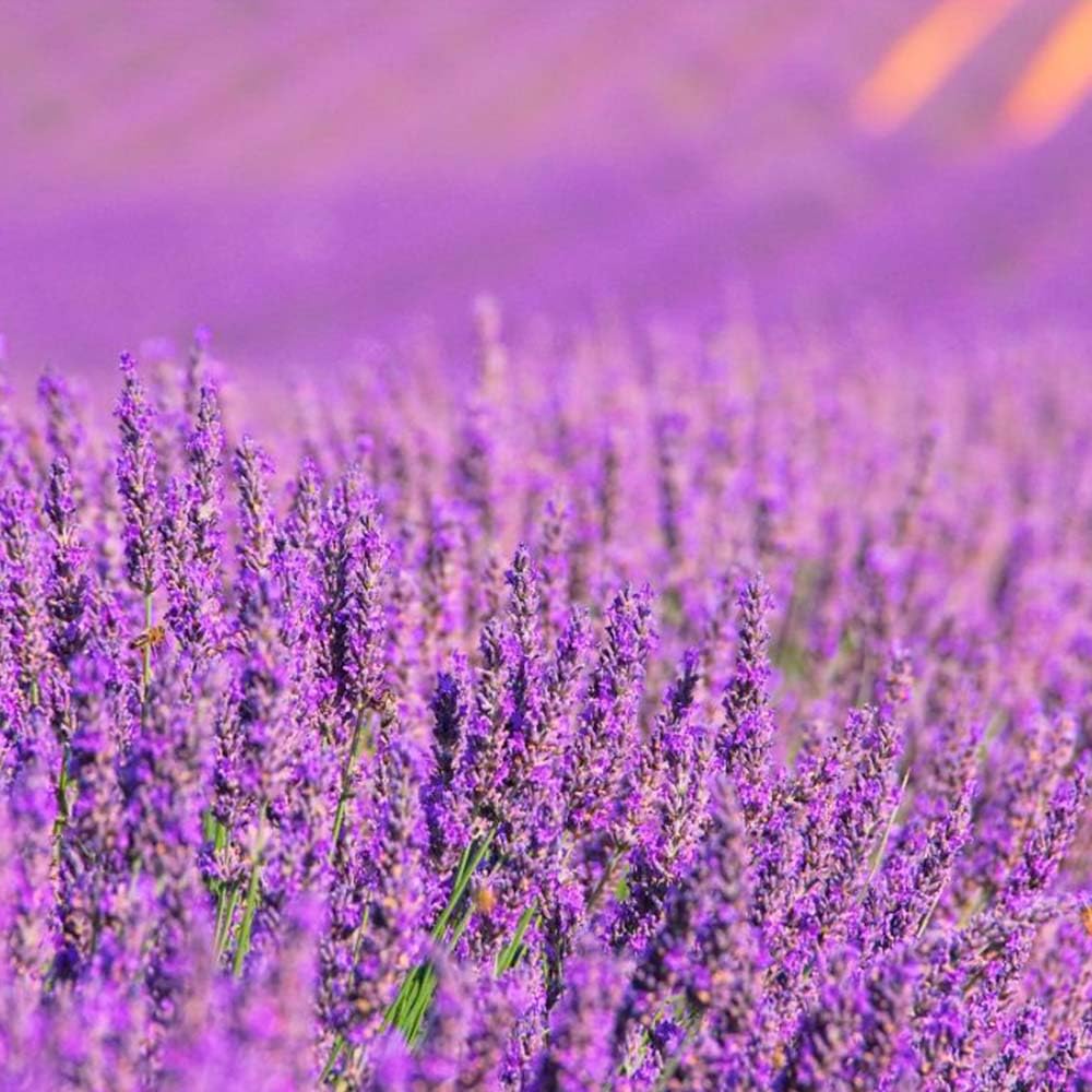 Pack Ahorro 2x Fragancia Lámpara Catalítica 500ml: Aroma Lavender Expression - Disfruta De Tu Aroma Favorito Más Tiempo_2