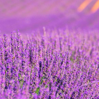 Pack Ahorro 2x Fragancia Lámpara Catalítica 500ml: Aroma Lavender Expression - Disfruta De Tu Aroma Favorito Más Tiempo_2