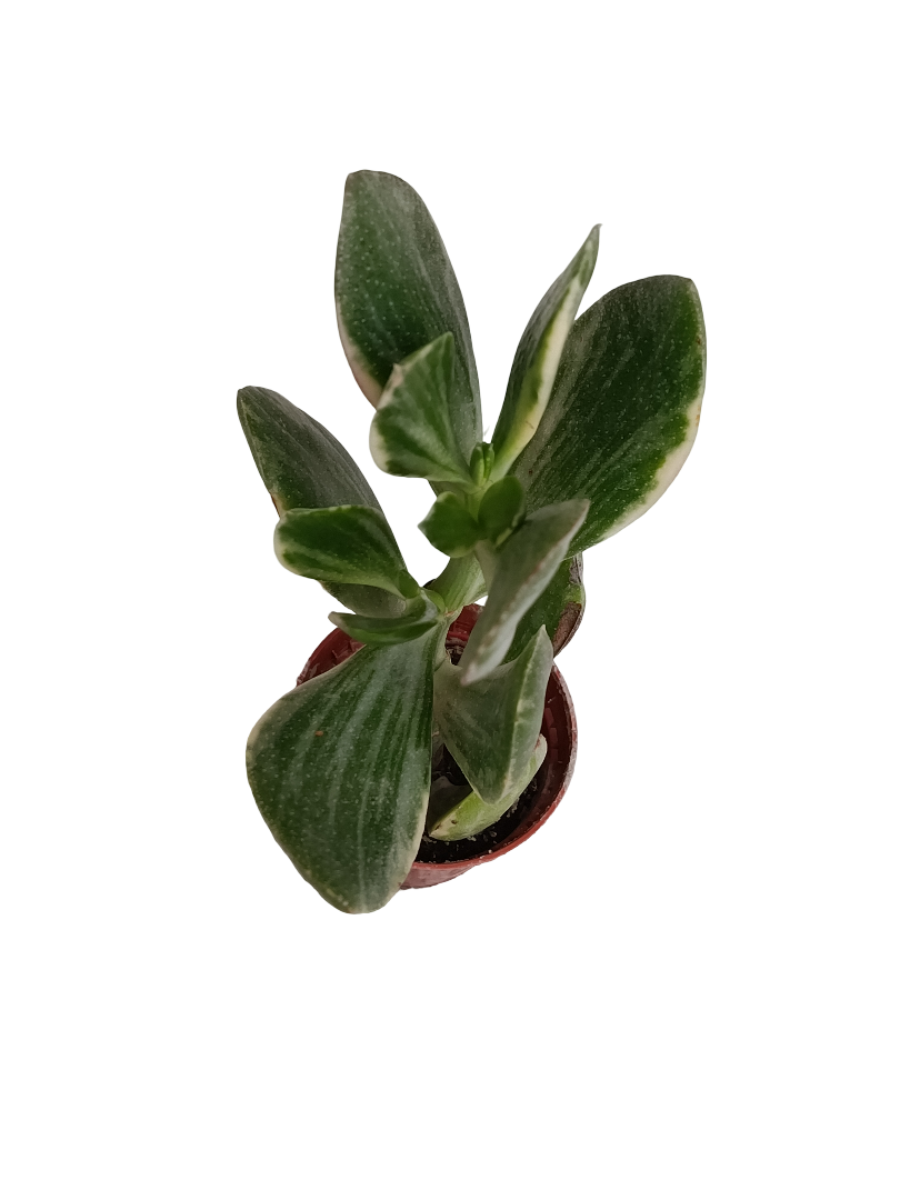 Crassula Ovata Variegata Planta Suculenta Ø5_0