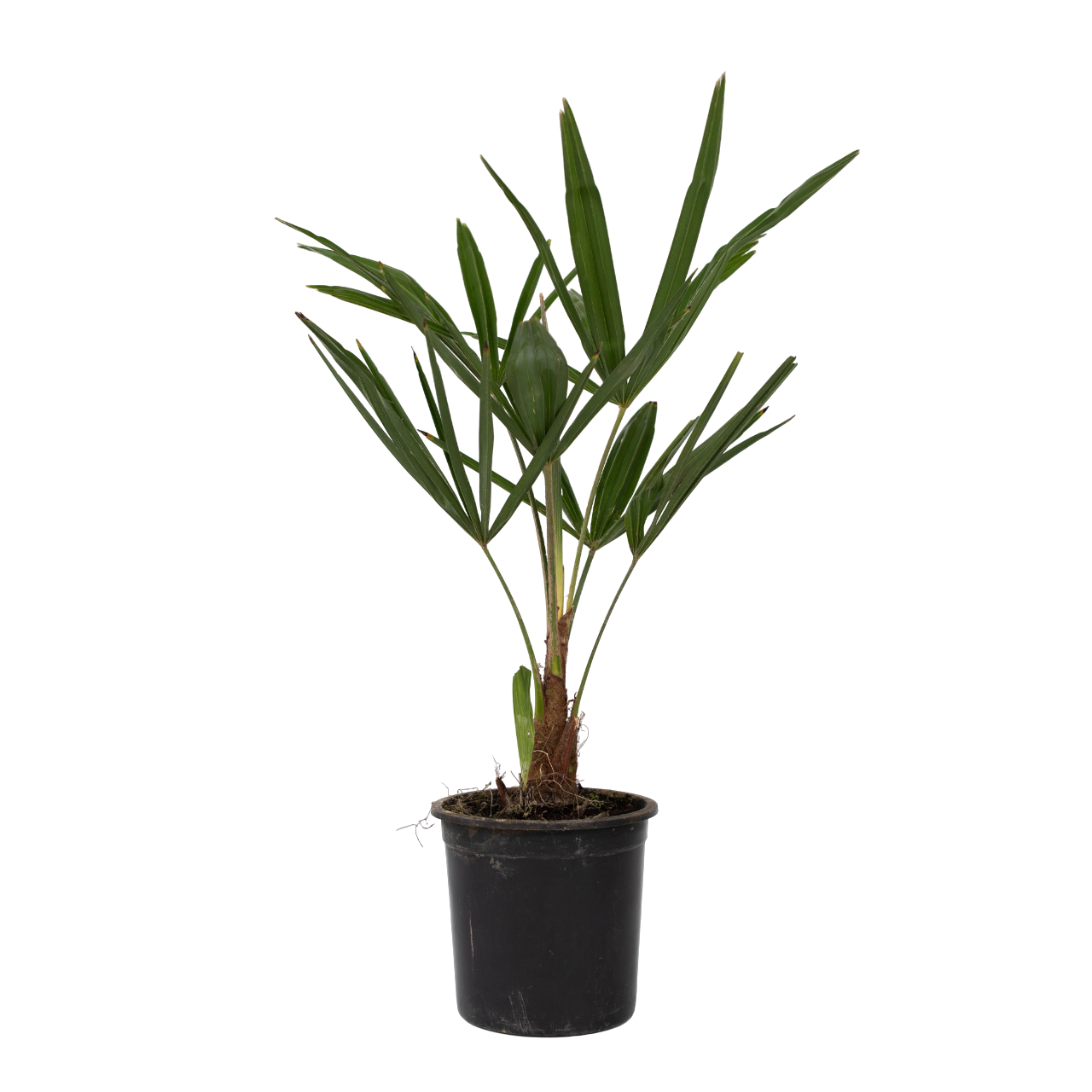 Palma De China - 4 Pzs - Trachycarpus Fortunei - Altura 35-45cm - ⌀15cm_0