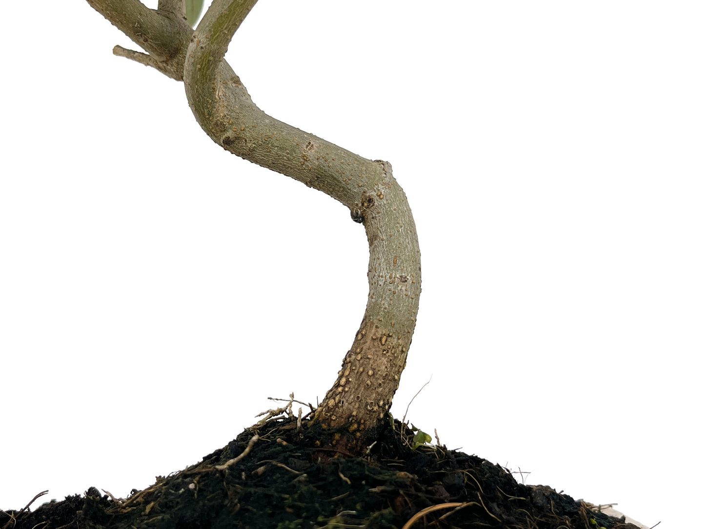 Bonsái Olea Europea – Olivo 8 Años