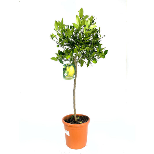 Limequat Copa M26 140cm_0