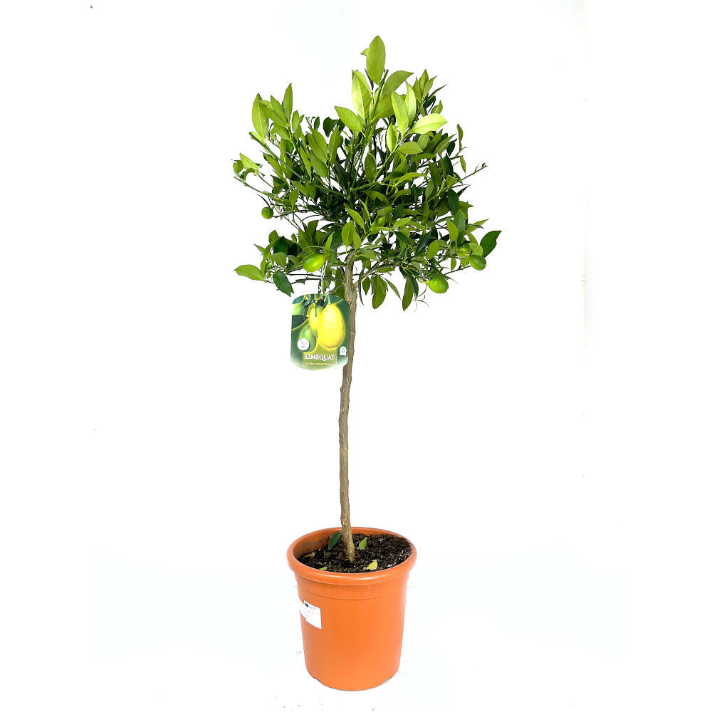 Limequat Copa M26 140cm