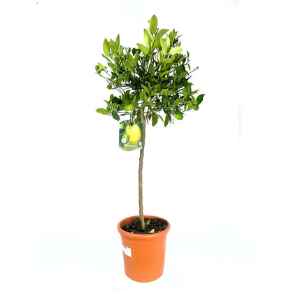 Limequat Copa M26 140cm