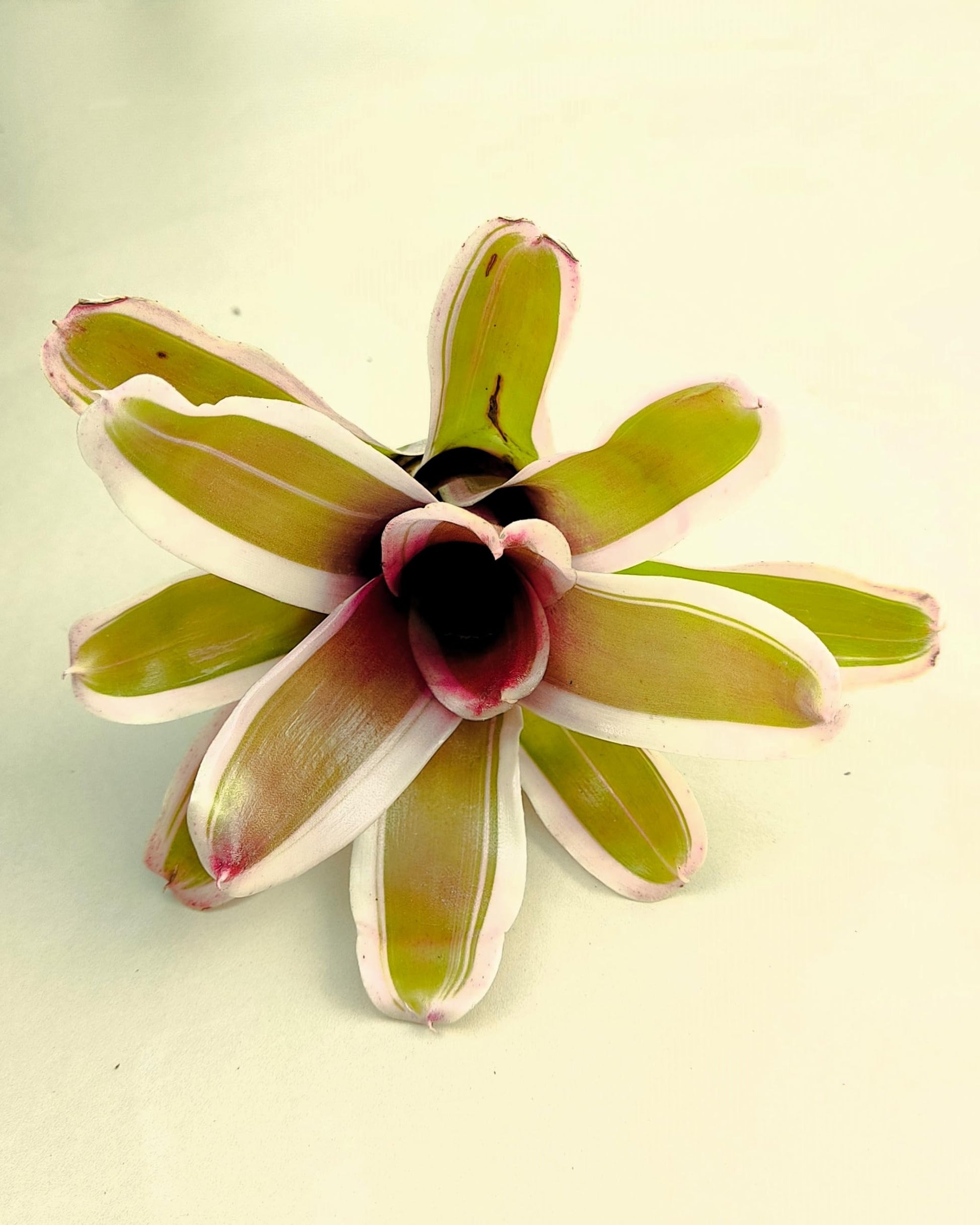 Neoregelia 'Pink'; bromelia rosa, bromelia tricolor; Curiosarium; altura 10 cm, diámetro 12 cm, sin sustrato_2