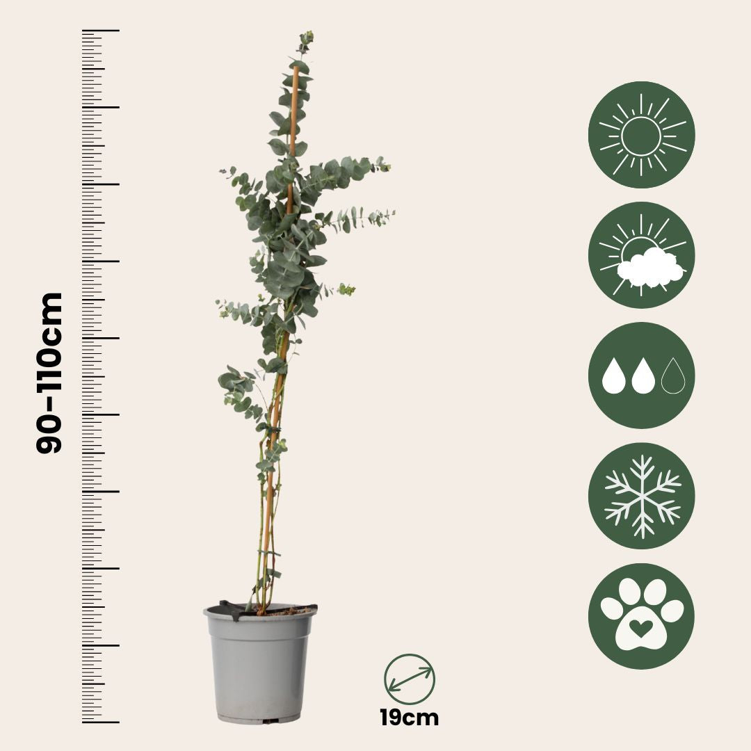 Eucalipto - 2 Pzs - Eucalyptus Cinerea 'silver Dollar' - A90-110cm - ⌀19cm_2
