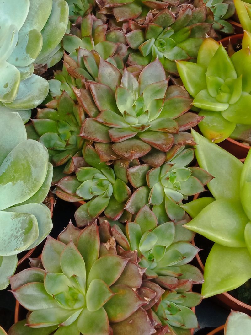 Suculentas Y Cactus Variedad #22 Planta Sin Id_0