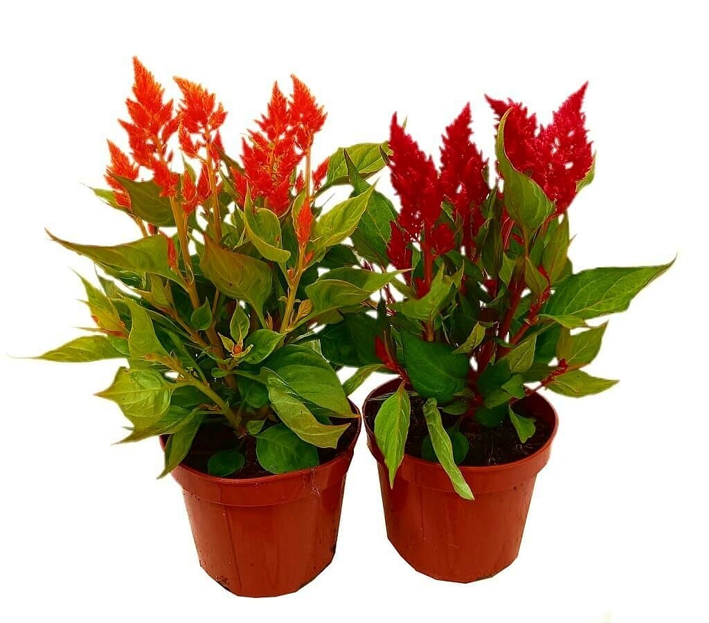 Celosia Argentea M13