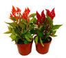 Celosia Argentea M13