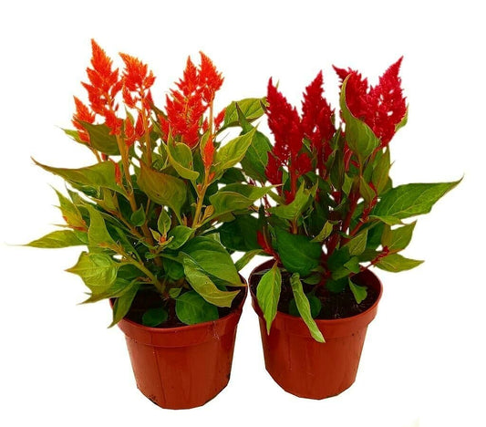 Celosia Argentea M13_0