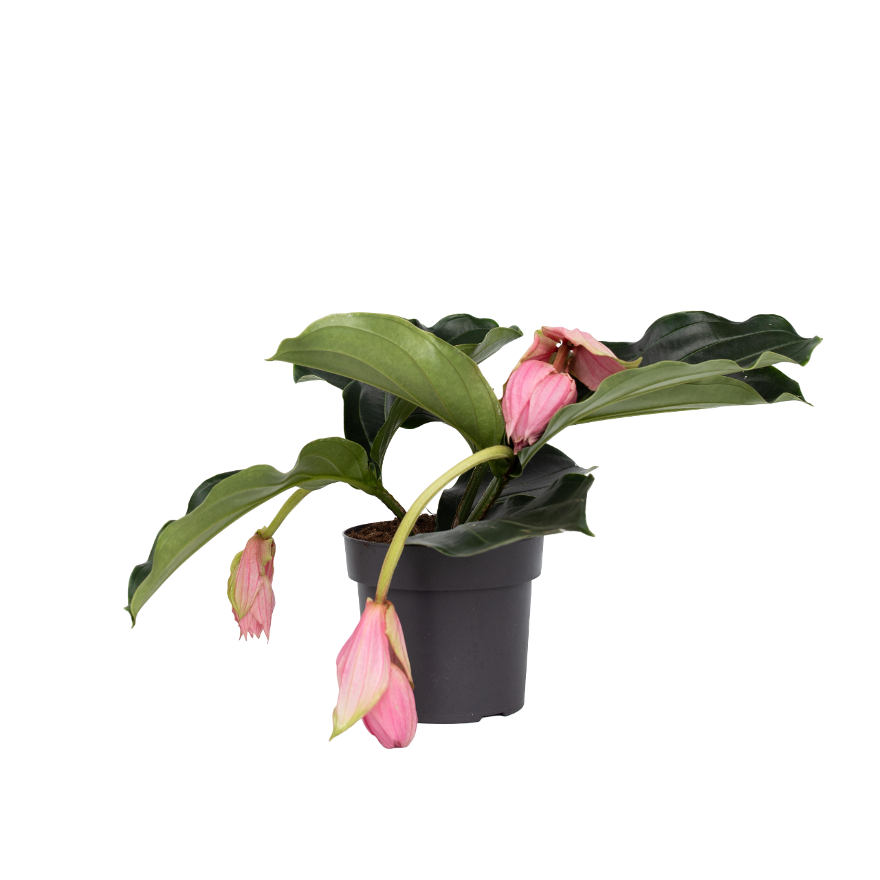 Medinilla De Flor Rosa - Medinilla Magnifica - Altura 40-50cm - ⌀17cm